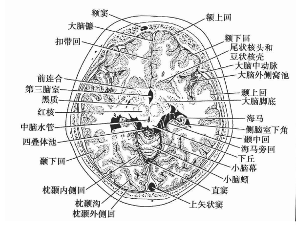头部断层解剖图手绘图片