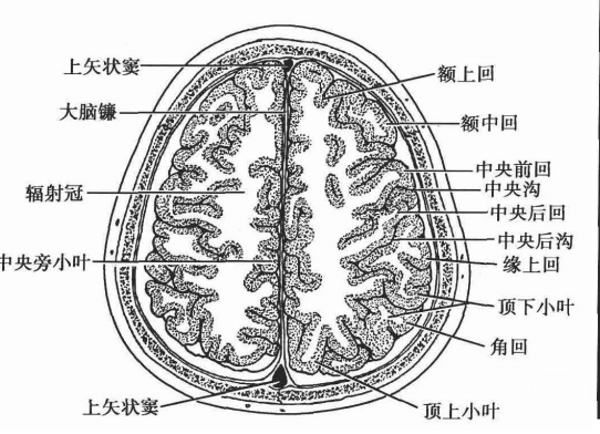 中央沟在颅部横断层面上可依据以下特征辨认中央沟(图-1①沟的深度