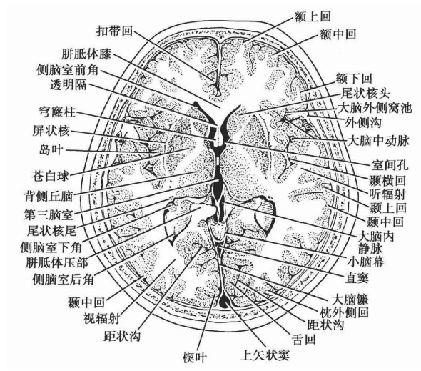 大脑镰解剖图图片