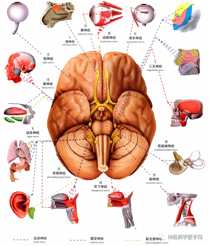 推荐高清大脑断层解剖脑干及核团分步走形特点