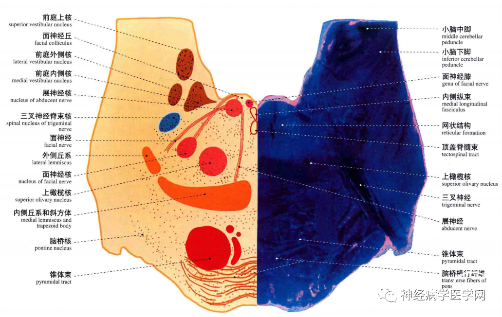 腦橋橫切面-經面丘腦橋中部橫切面延髓橫切面-經錐體交叉延髓橫切面