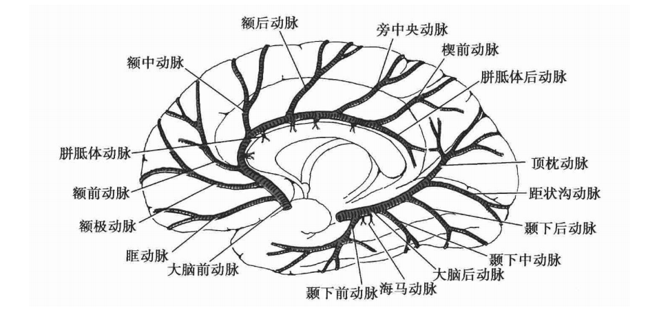 大脑前动脉( anterior cerebral artery)  是供应大脑半球内侧面的