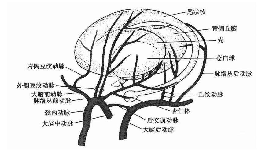 圖-4紋狀體丘腦動脈4.