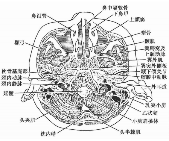 头部断层解剖图手绘图片