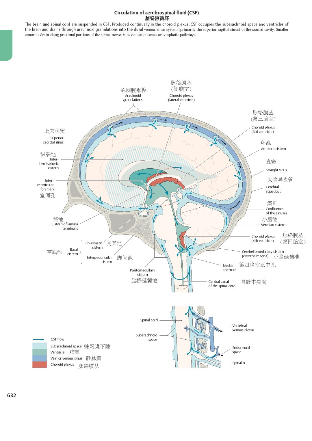 神外解剖学脑室解剖详解
