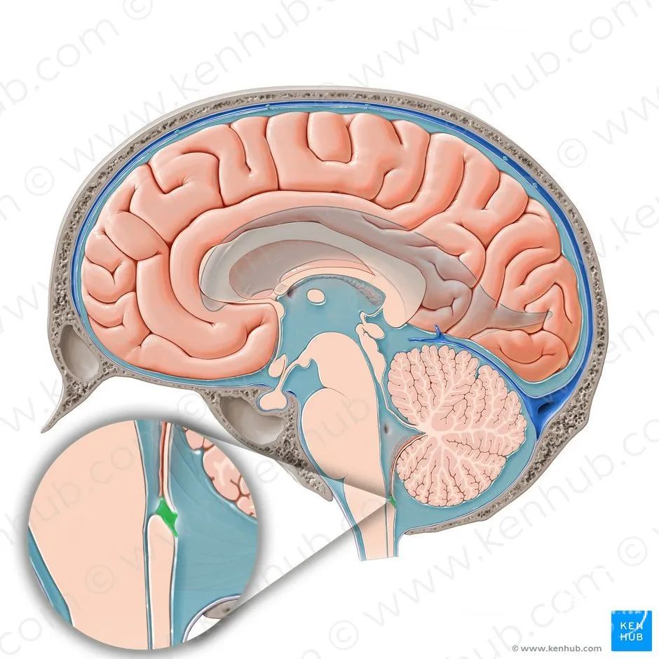 神外解剖学】脑室解剖详解