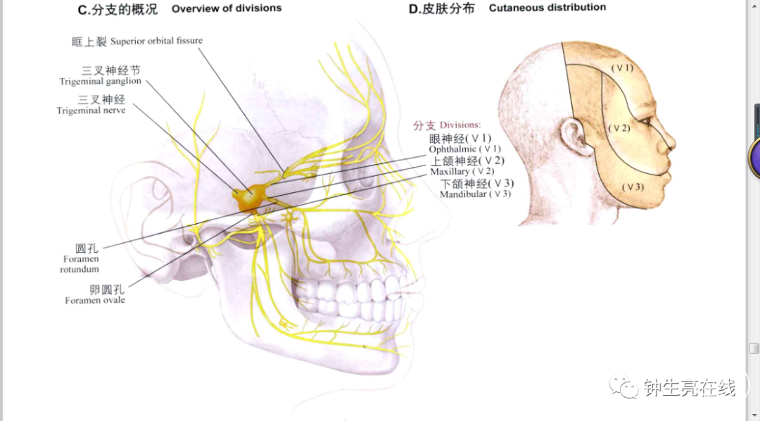 止於三叉神經諸感覺核,其中傳導痛溫覺的纖維主要終止於三叉神經脊束