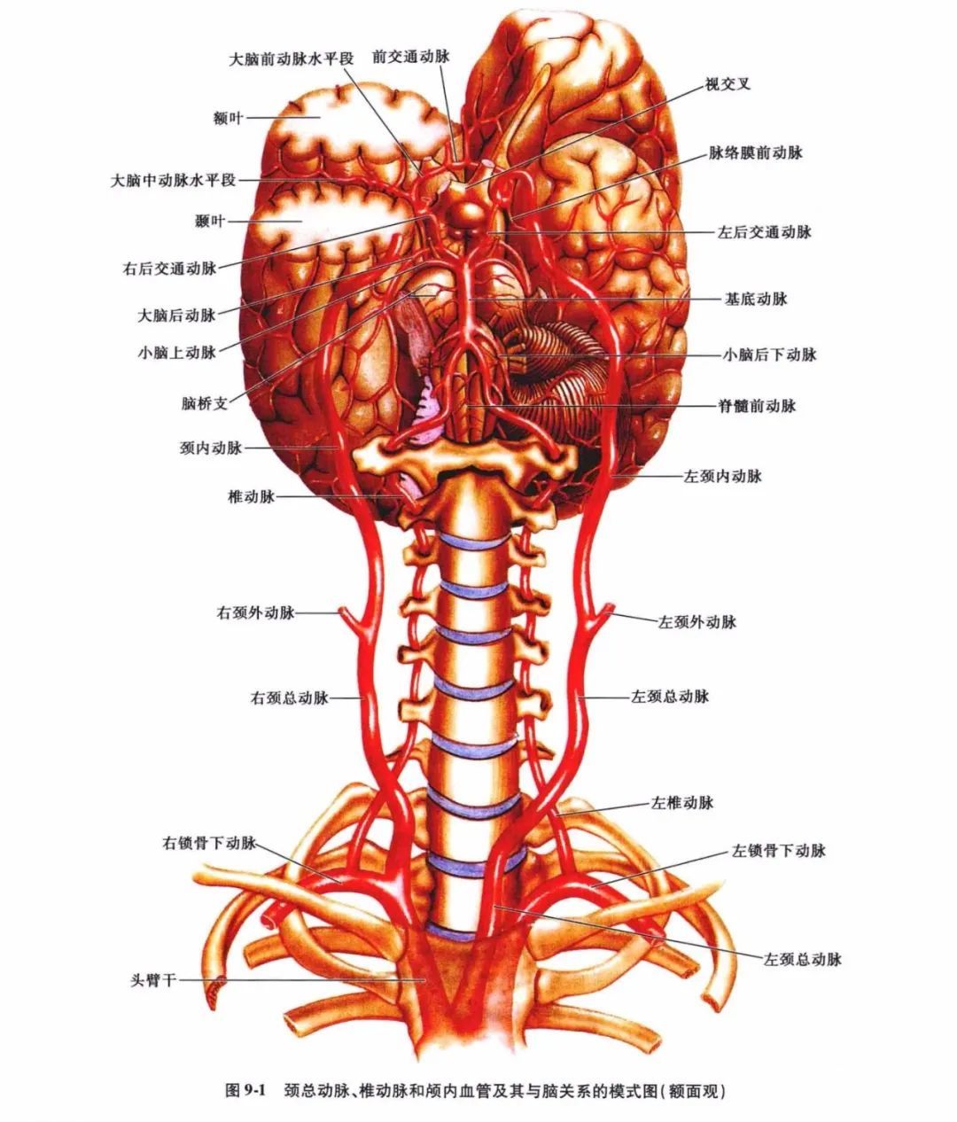 (一)颈总动脉-人体解剖学-医学