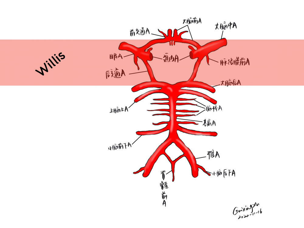 willis环基底动脉环图片