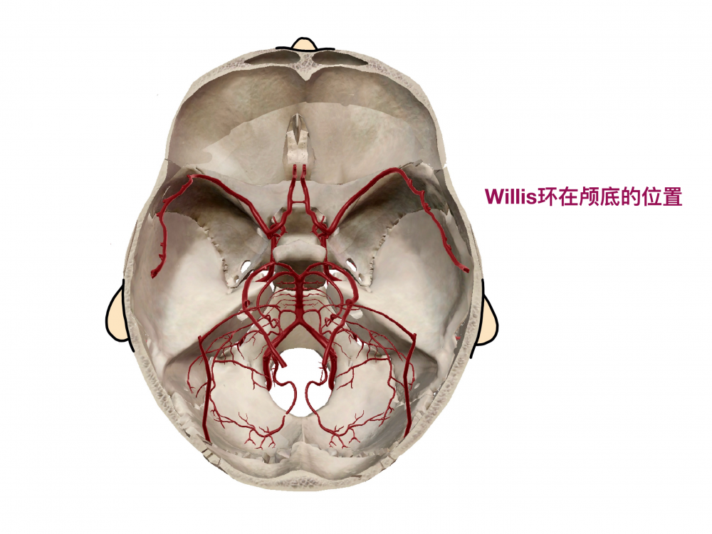 大脑willis环图片