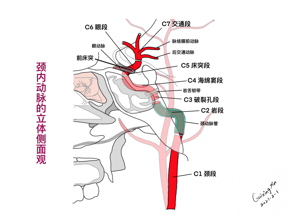 脑动脉环图图片