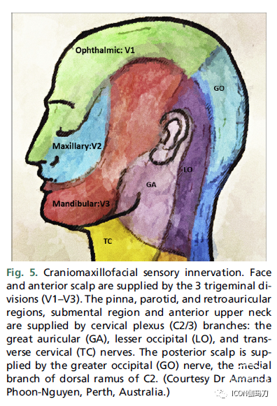 感覺支來自c2和c3:耳大神經(the great auricular)和枕小神經(lesser