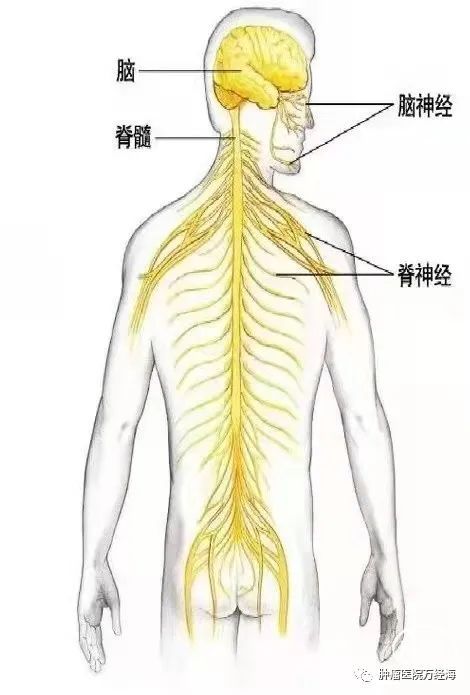 脑干发出12对脑神经到头面部及五官,脊髓发出31对脊神经到全身(图2).