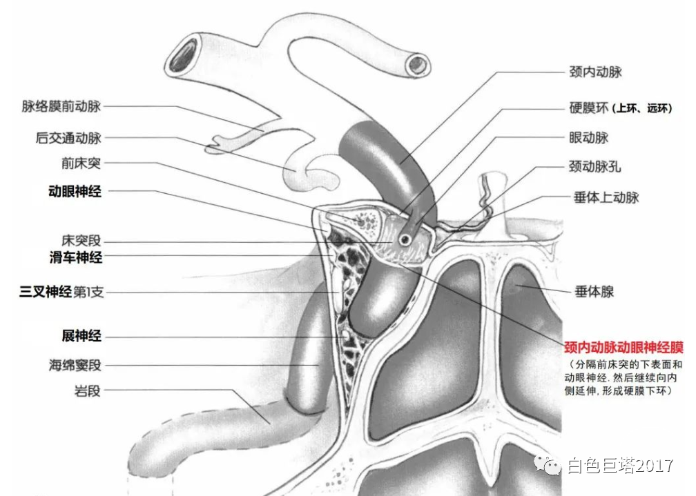 ②可分離後放心剪開ftdf,內含眶腦膜動脈.