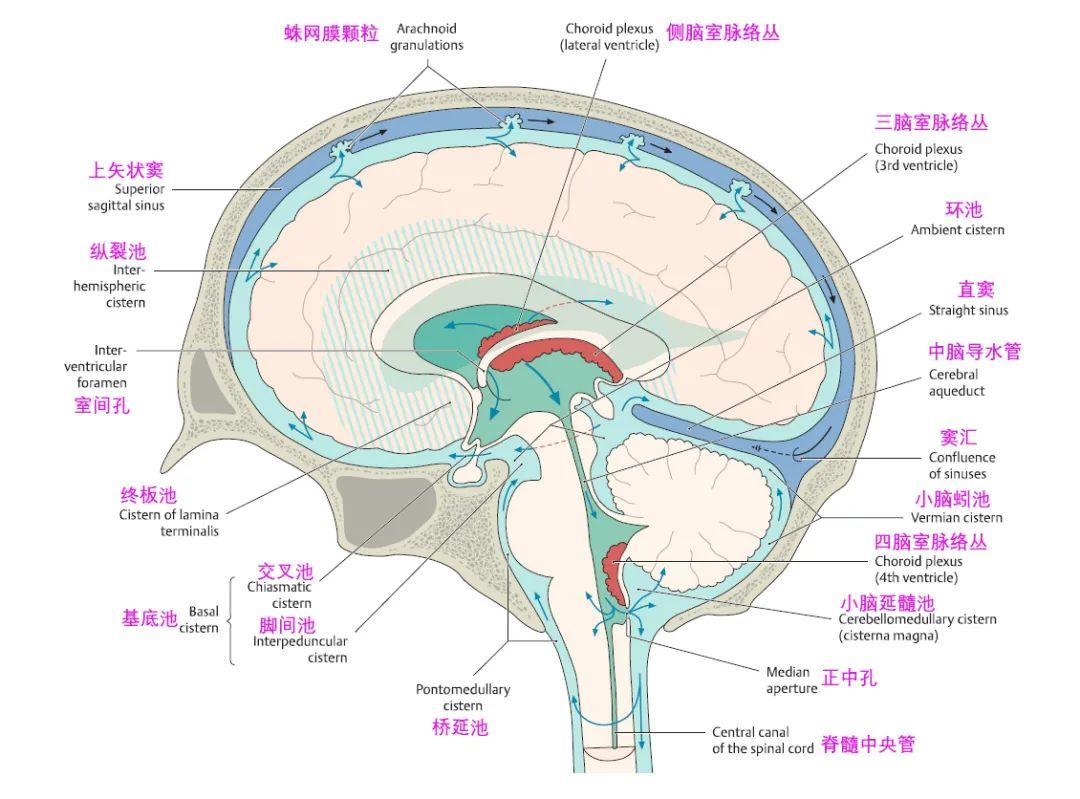 人体硬脑膜解剖示意图-人体解剖图,_医学图库