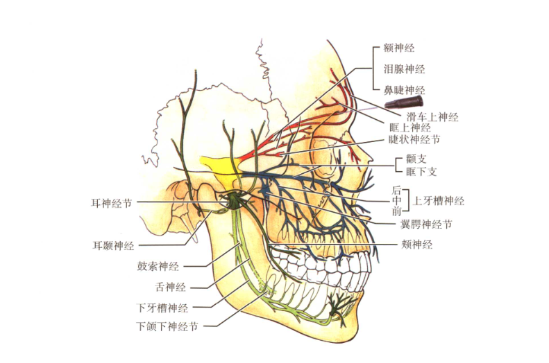 上颌神经的分支图片