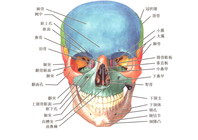 眶上神经的位置示意图图片