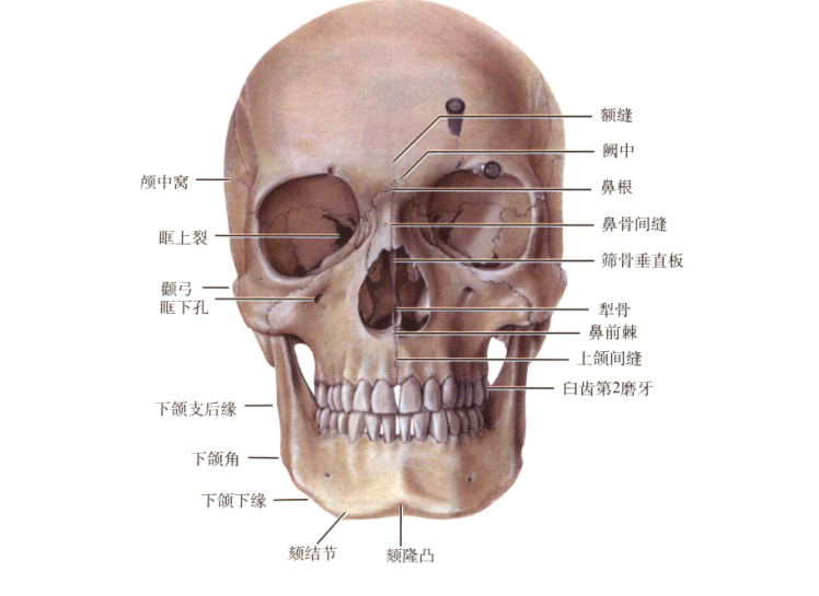 5cm長,7號短針沿著眶上孔或切跡刺入0.5cm深度 .