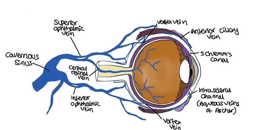 眼静脉解剖图片