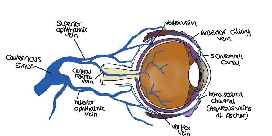 脑血管名词辨析眼上静脉眼下静脉