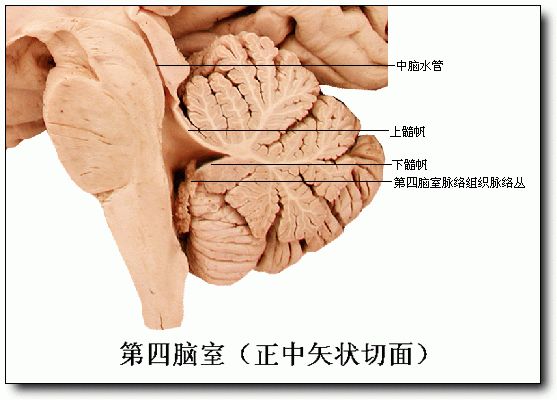 图3解剖图片,显露矢状位的第四脑室及脑干结构