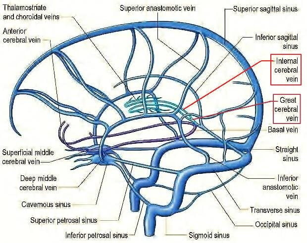 相当于室间孔的后缘,是通过侧脑室进入第三脑室的解剖标志