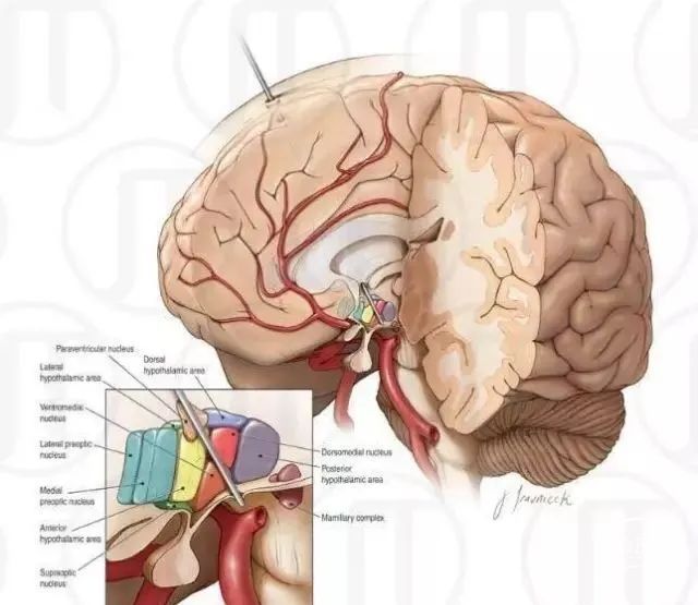 下丘脑核团的MRI成像与断层解剖对比