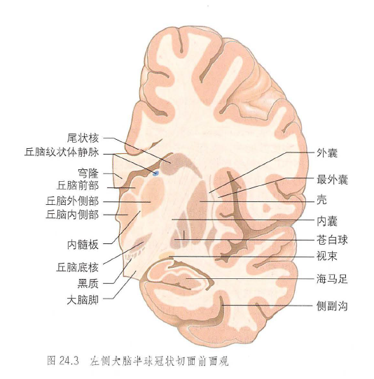 豆状核解剖图图片