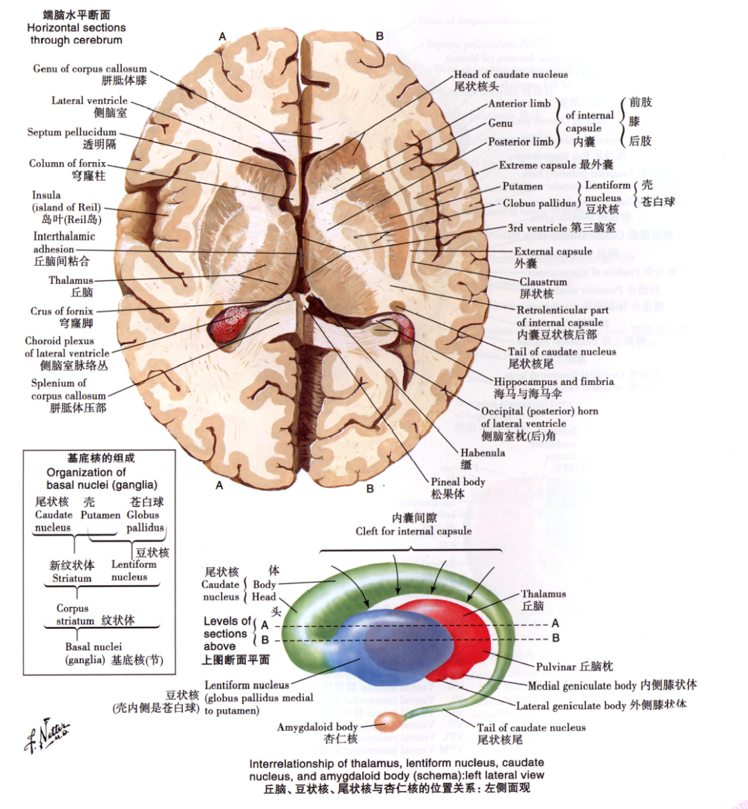 徐桂兴手绘｜额叶、顶叶......大脑皮层的解剖与功能（一）_格斯特曼_第一医院_躯体