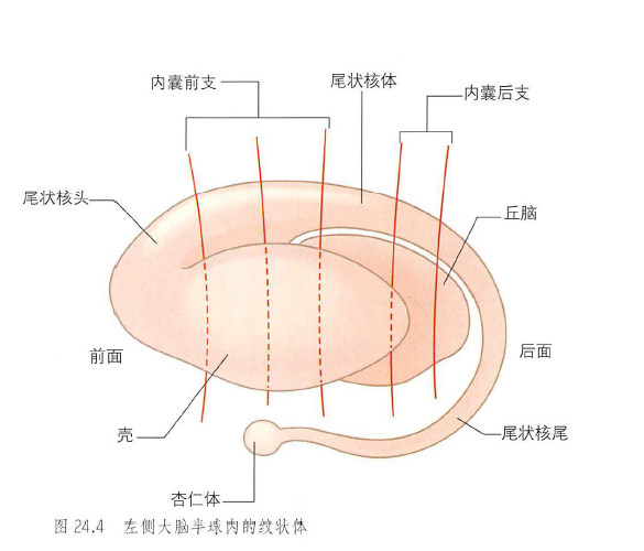 壳核解剖位置图片