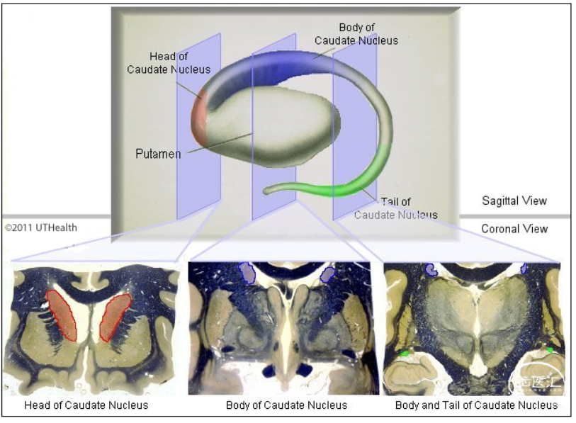 神外解剖學基底核詳解