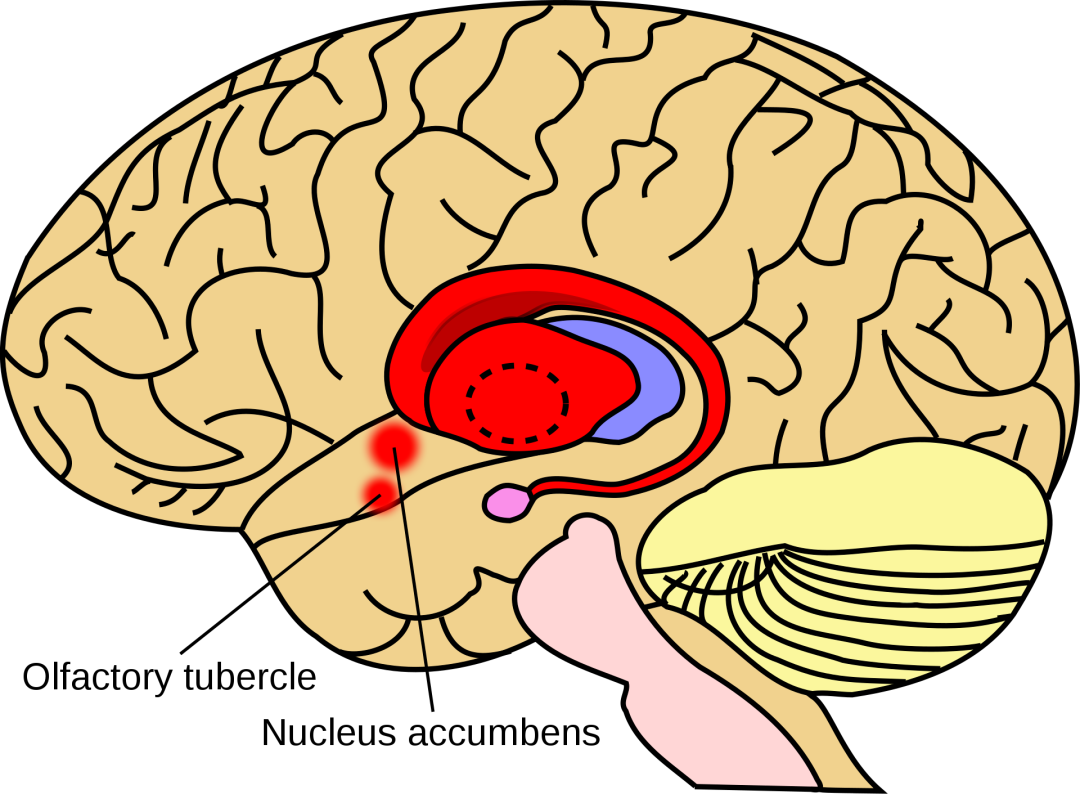 【神外解剖学】小脑的内部结构