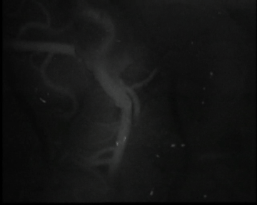 mqh2.gif