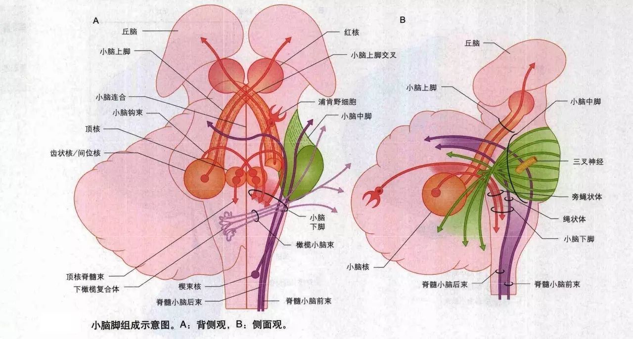 小脑 解剖图图片