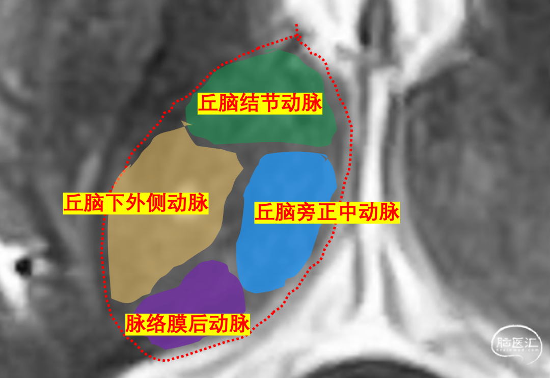 脈絡膜後動脈:起自大腦後動脈p2段.