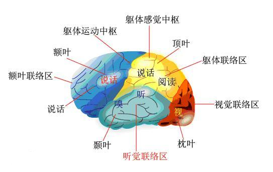 脑回路不正常的图片图片