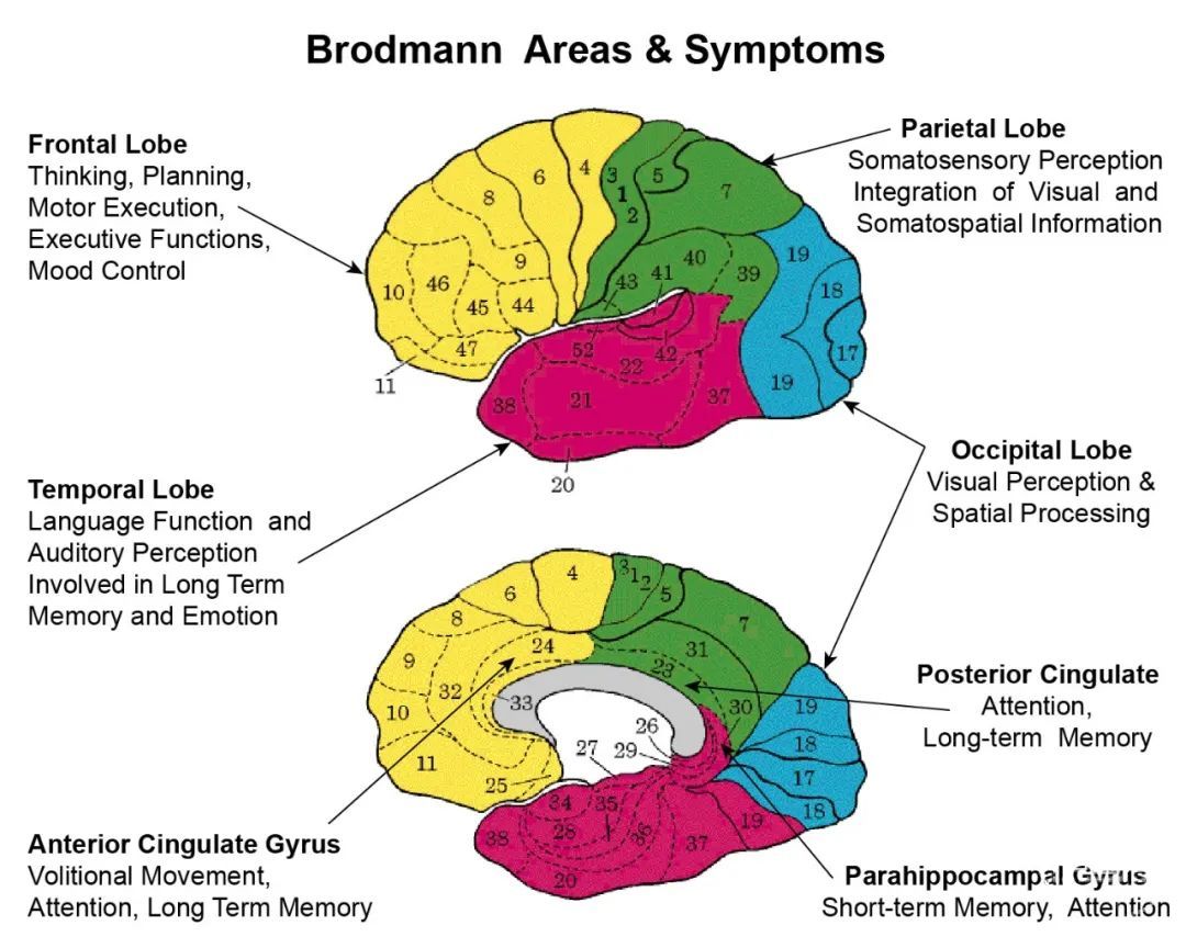 徐桂兴手绘｜大脑皮层的解剖与定位|顶叶|枕叶|中枢|大脑皮层|表现|-健康界