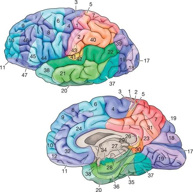 【神外解剖学】brodmann大脑皮层分区美图
