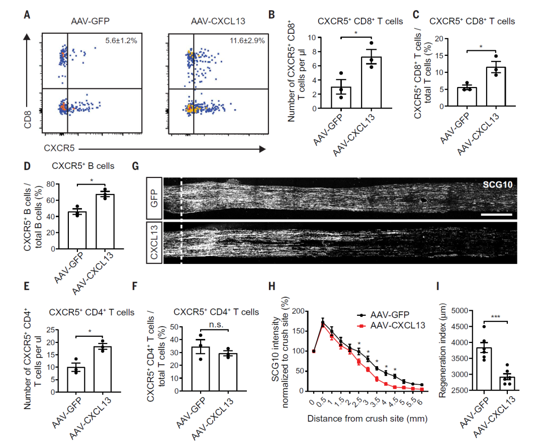 Science及同期评论 |衰老相关的轴突再生障碍新机制：CXCR5+CD8+T细胞与神经元间的相互作用抑制轴突再生 - 脑医汇 - 神外资讯 ...