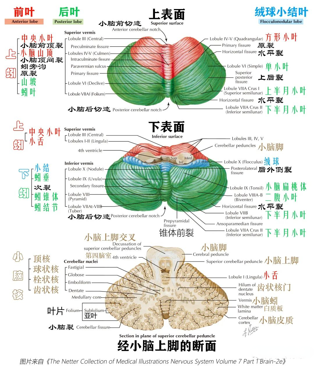 ⑥血供及静脉引流 ⑤小脑脚 ④纤维联系