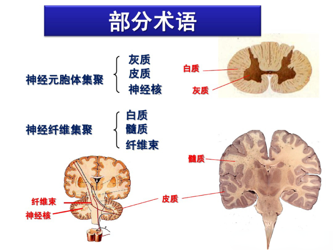 实用 中枢神经系统功能解剖及定位