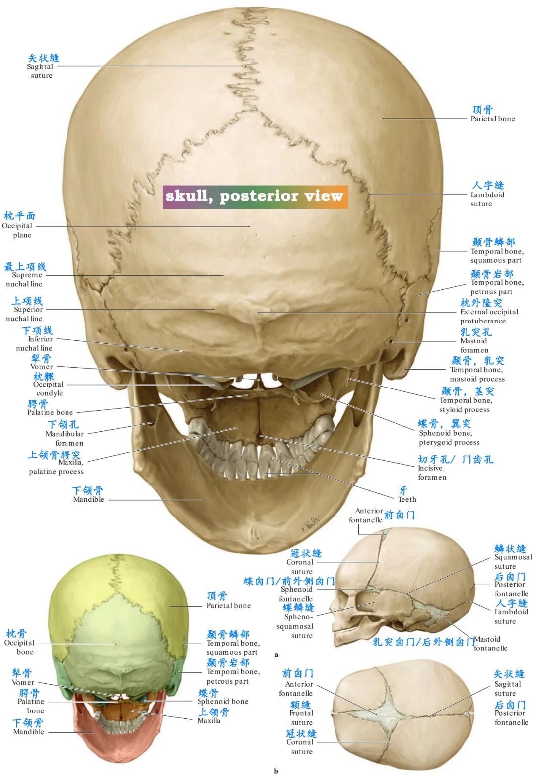 看颅部外表面解剖:2,颅骨重要解剖标志:1,所有脑颅骨如何组成颅腔的