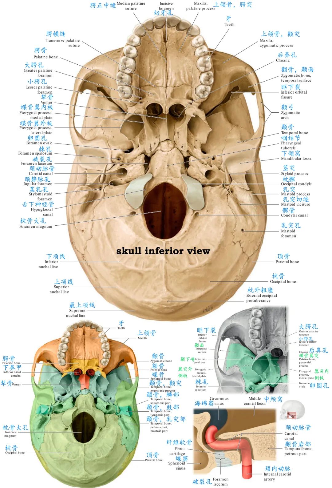 看颅部外表面解剖:2,颅骨重要解剖标志:1,所有脑颅骨如何组成颅腔的