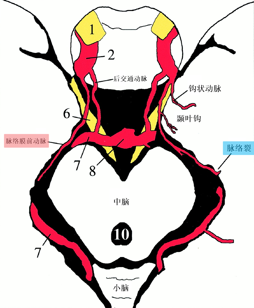 【脑血管名词辨析】脉络膜前动脉 脉络膜后动脉