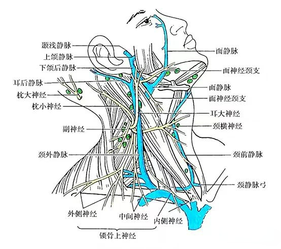 颈动脉内膜切除术