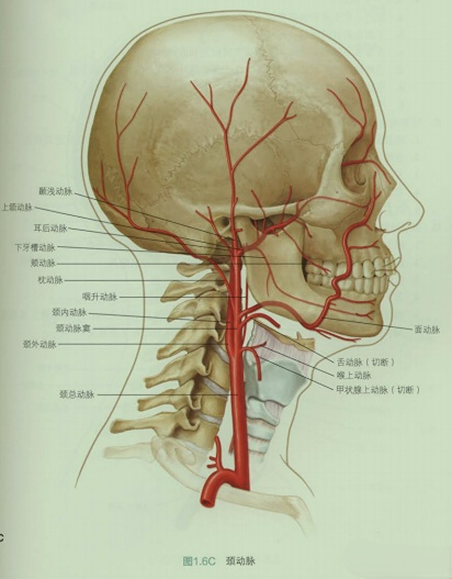 颈动脉内膜切除术(cea)学习笔记连载一(解剖3)