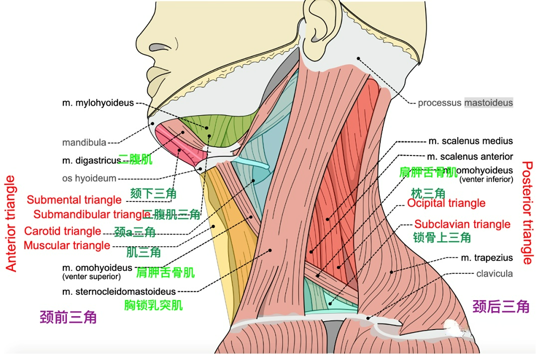 颈动脉内膜切除术(cea)学习笔记连载一(解剖1)