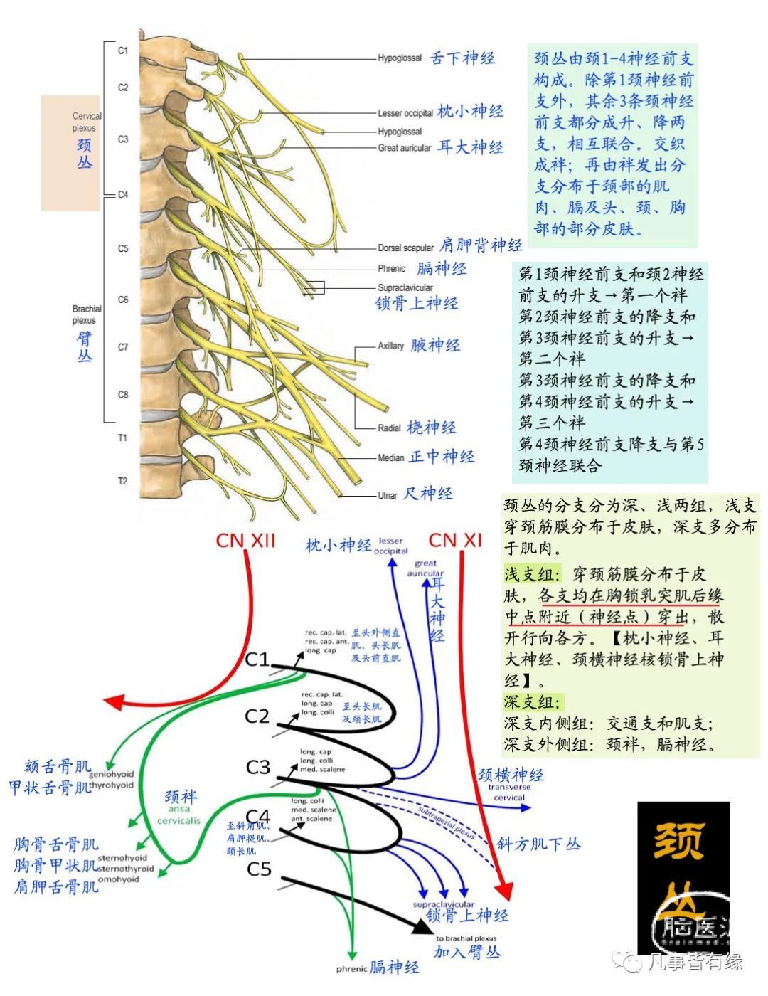 图1-1-21 三叉神经节、半规管层面-神经外科临床解剖学-医学