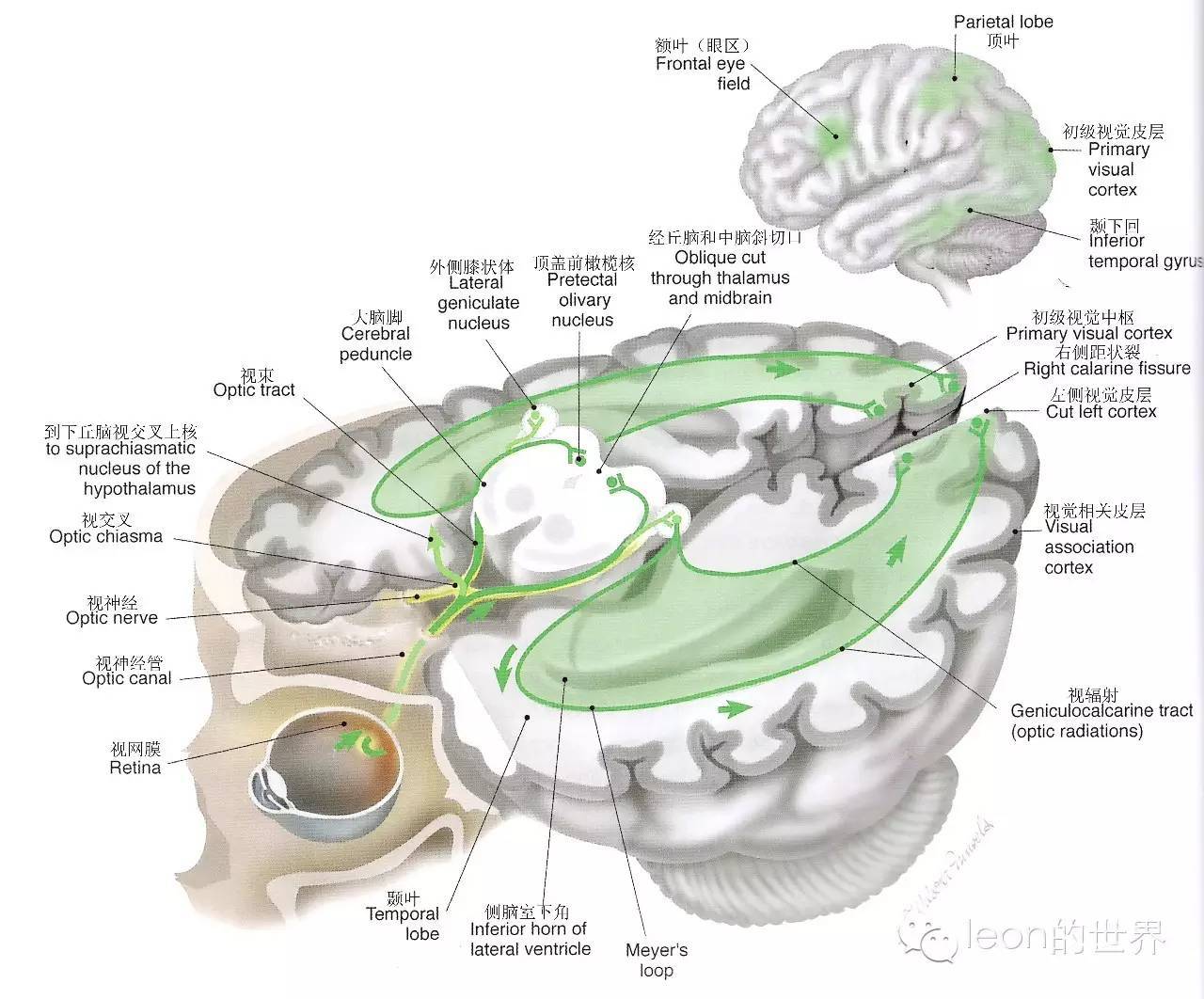 中枢神经系统功能解剖及定位 - 知乎
