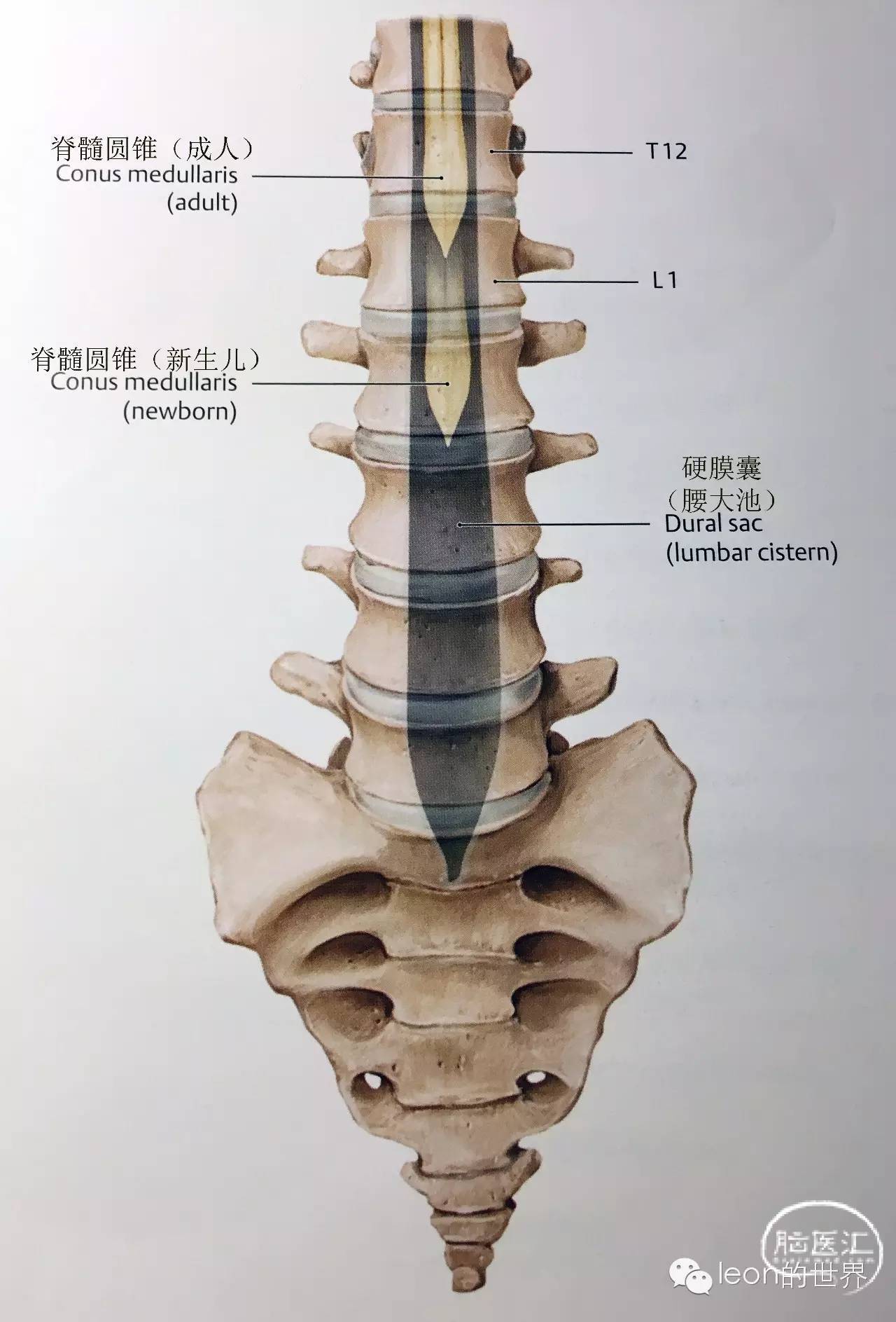 脊柱超詳細解剖，高清圖文版_脊椎骨解剖圖 - 衡安網